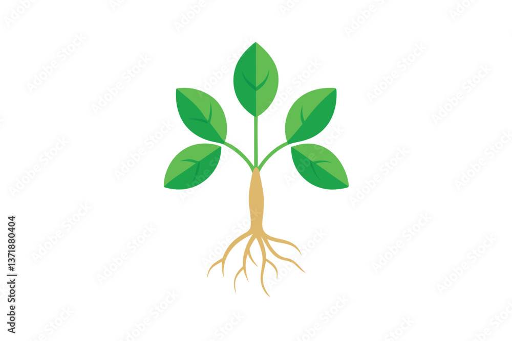 Fototapeta premium green tree isolated on white