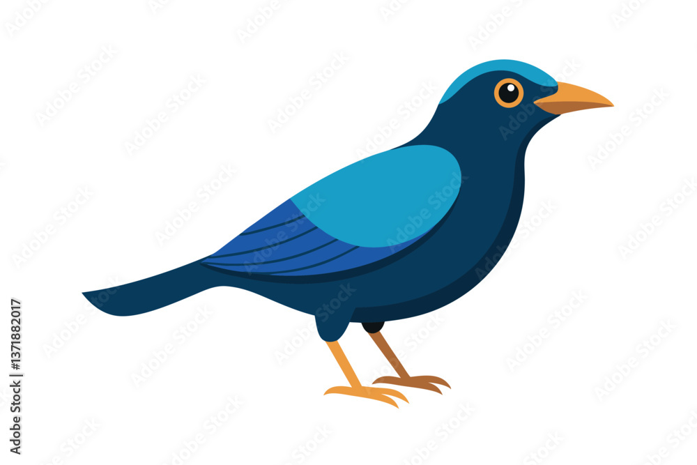 blue bird isolated on white background blue bird isolated on white background