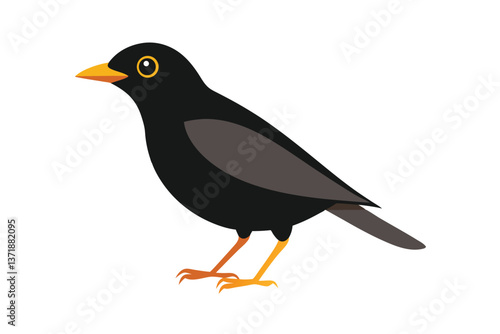 blackbird isolated on white background