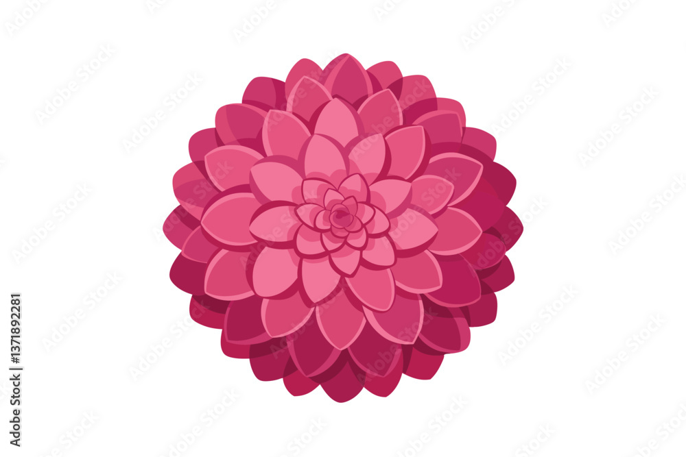 pink dahlia isolated on white pink dahlia isolated on white