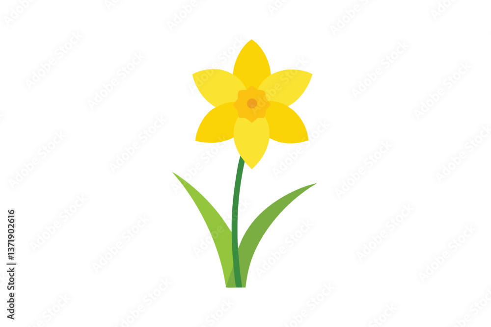 Fototapeta premium daffodils isolated on white background
