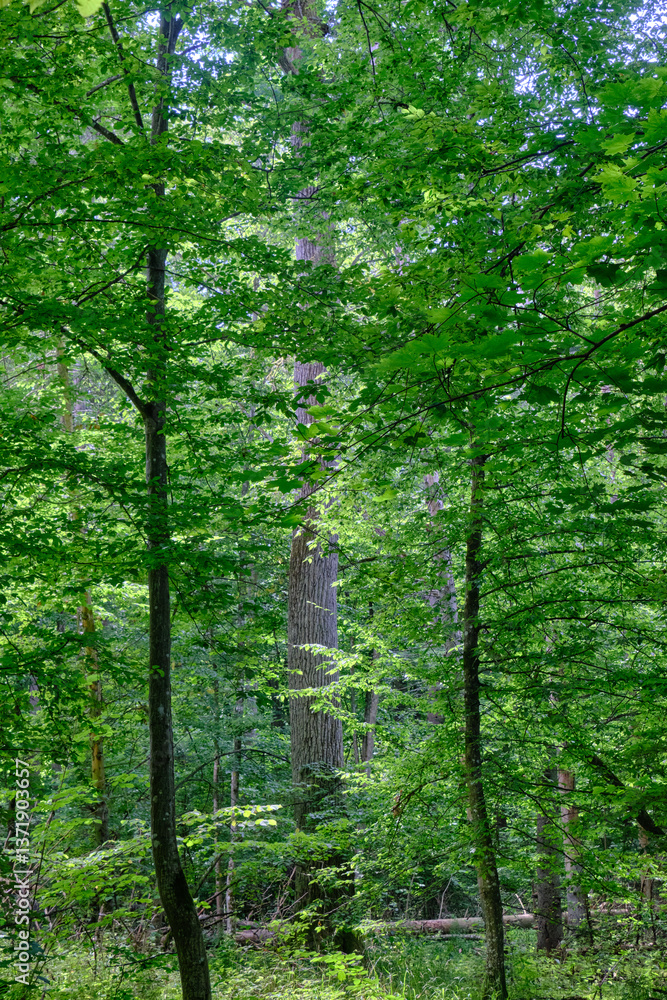 Fototapeta premium Shady mixed tree stand in morning