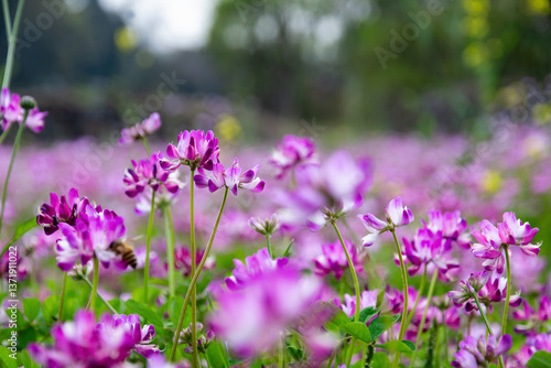 Enchanted Lavender Dream: Velvety Purple Blooms in Soft Focus with Lush Green Backdrop – Nature's Serene Elegance