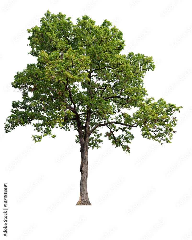 high resolution single tree high resolution single tree