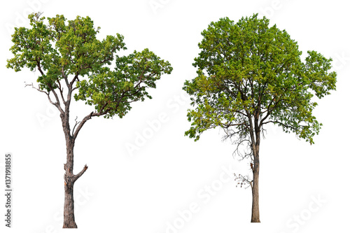 collection PNG transparent tree 