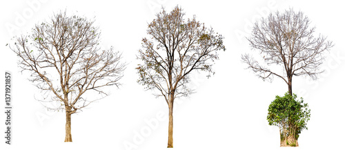 leafless tree collection PNG transparent background 