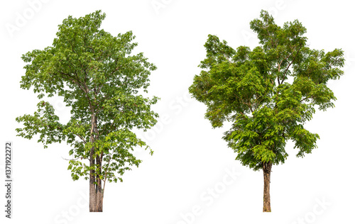 Collection tree PNG transparent background easy to drag and drop to main project