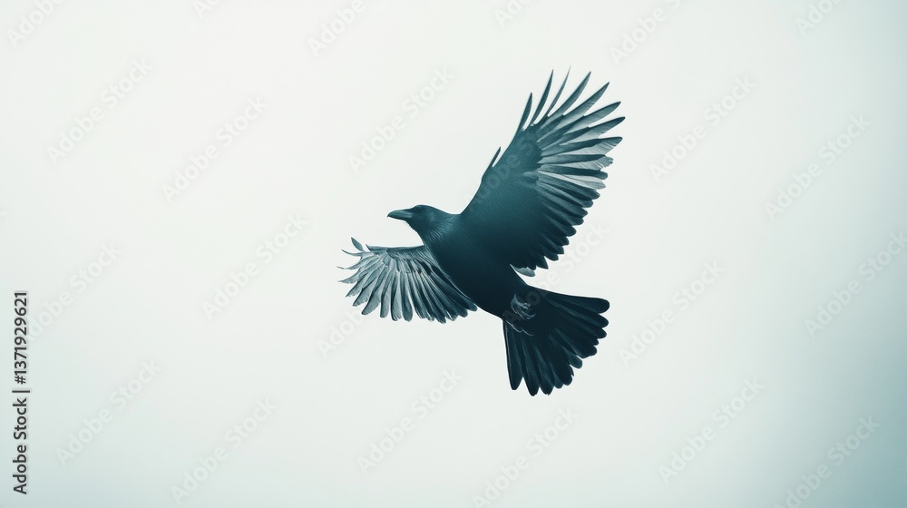 Obraz premium Crow, Corvus corone in front of a white background