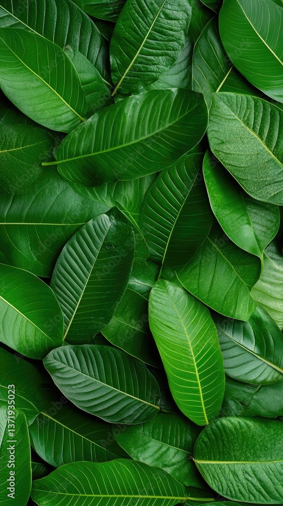 Obraz premium Lush, vibrant green leaves create a dense, textured surface with detailed venation and natural beauty