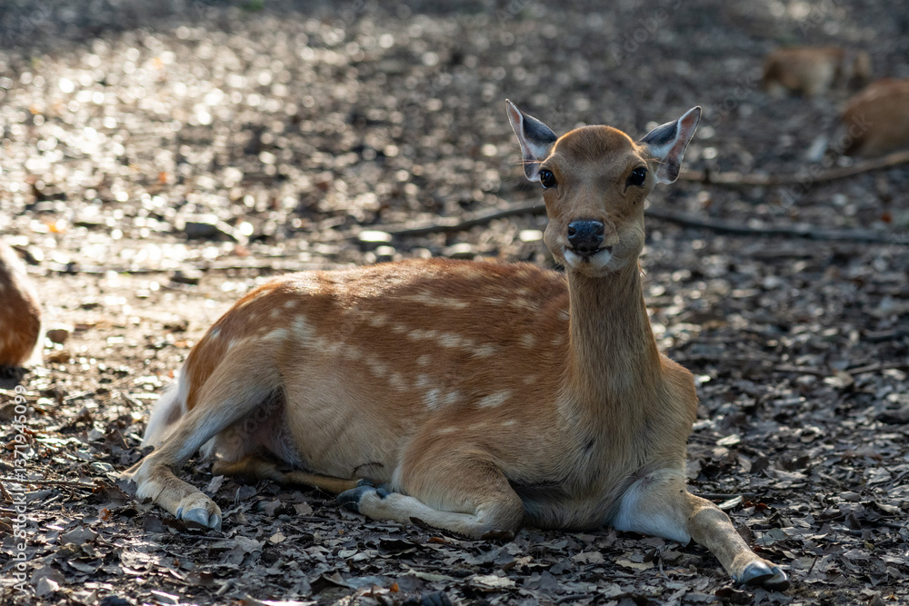 Wild fawn playing Nara Park, Japan