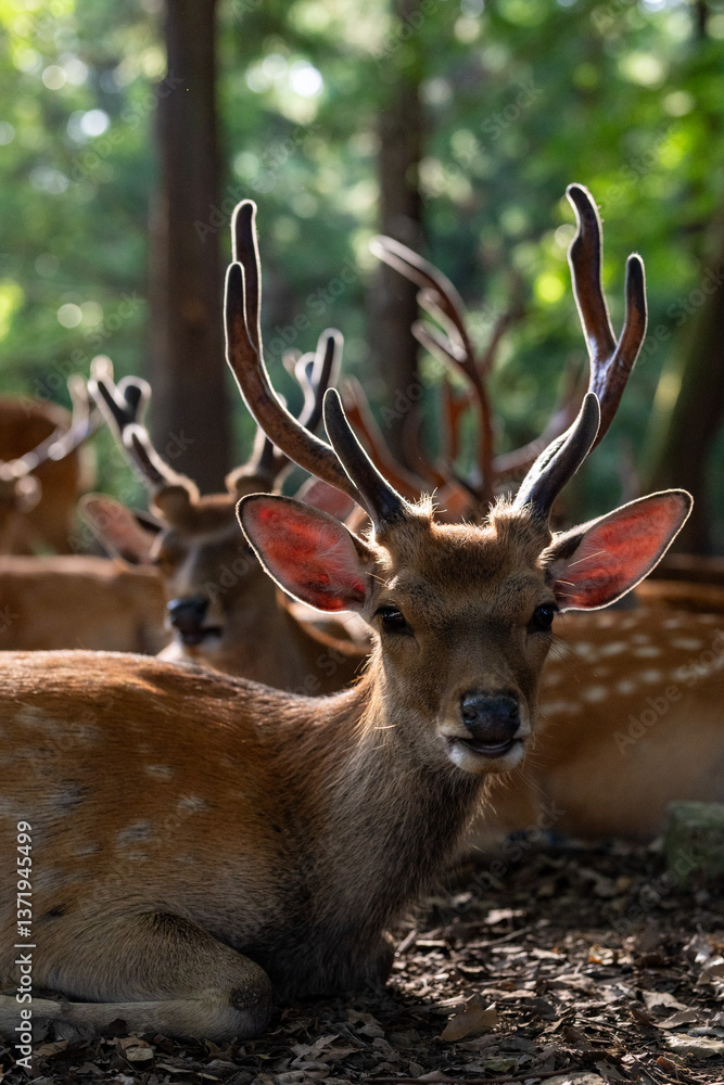 Wild male deer with big antlers in Nara Park, Japan