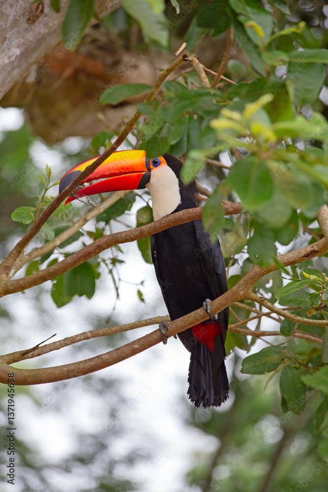 Naklejka premium Colorful tucan