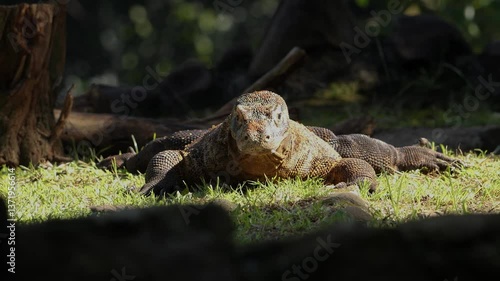 Komodo dragon walking while sticking out its tongue outdoor.