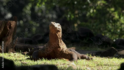 Komodo dragon walking while sticking out its tongue outdoor.