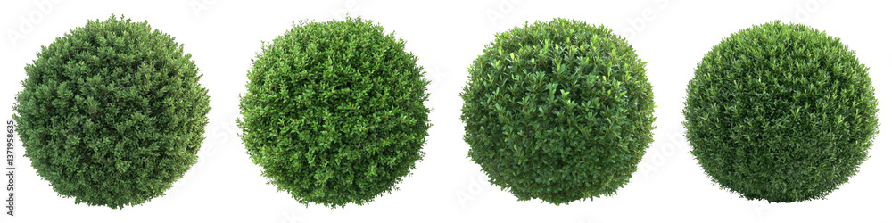 Fototapeta premium Green trimmed bush isolated on transparent background. PNG , se of