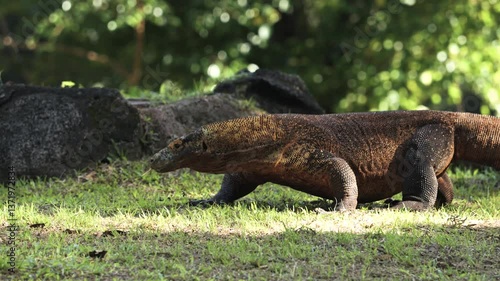 Komodo dragon walking while sticking out its tongue outdoor.
