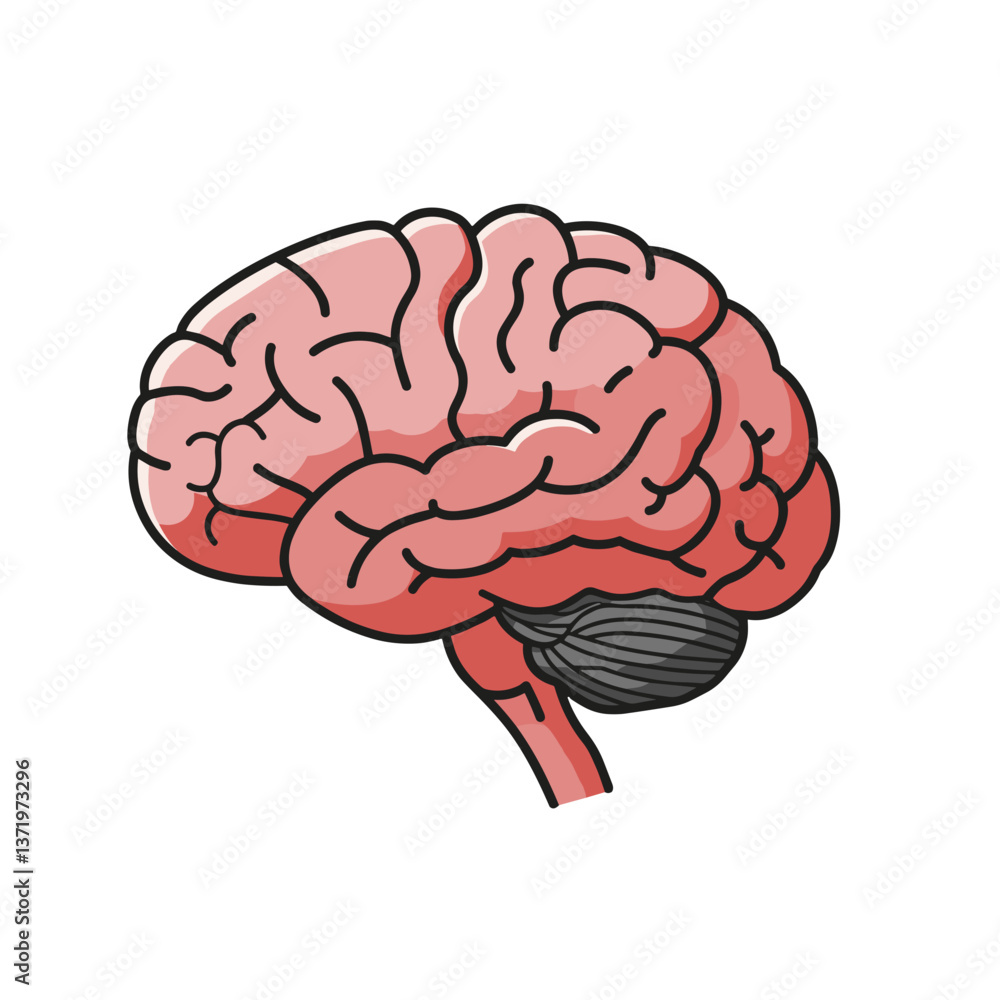 Brain Illustration in Colorful Style Representing Human Intelligence Brain Illustration in Colorful Style Representing Human Intelligence