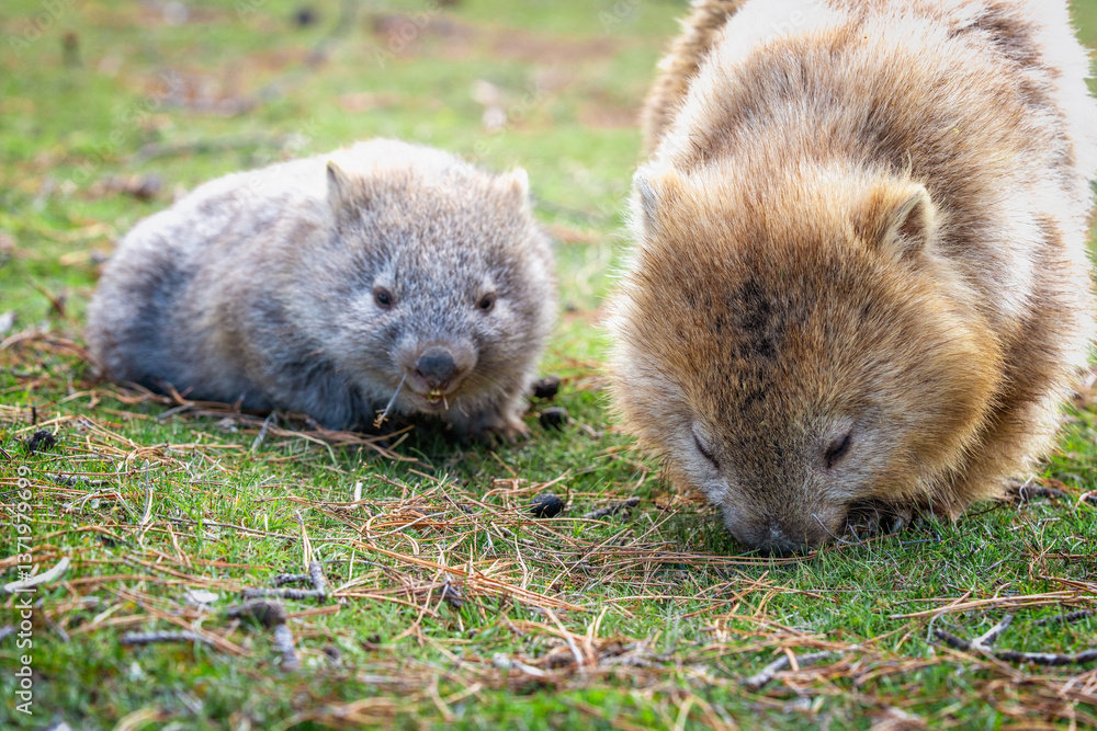 wombats eating grass wombats eating grass