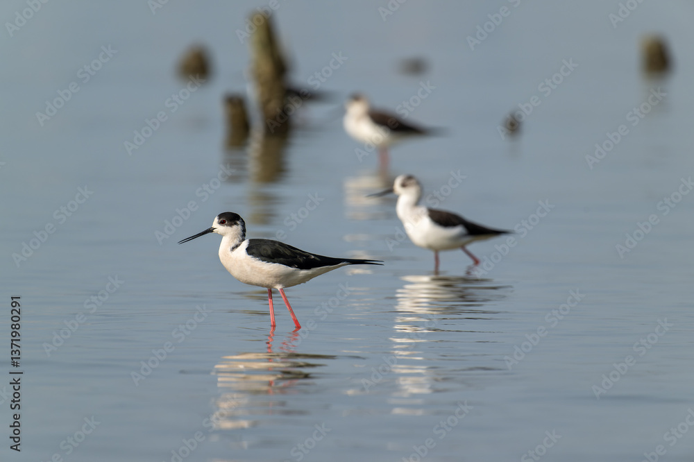Black-winged Stilts Wading in Shallow Water, Reflecting on Still Surface Black-winged Stilts Wading in Shallow Water, Reflecting on Still Surface