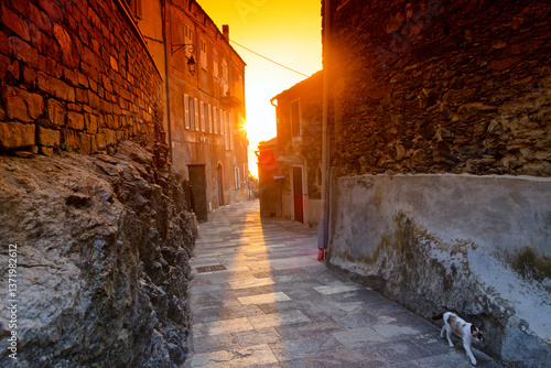 Fototapeta Naklejka Na Ścianę i Meble -  Cat in Sant'Andréa-di-Cotone village. Corsica island