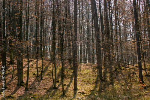 Fototapeta Naklejka Na Ścianę i Meble -  Las w pięknym oświetleniu pnie drzew prześwitujące niebo.