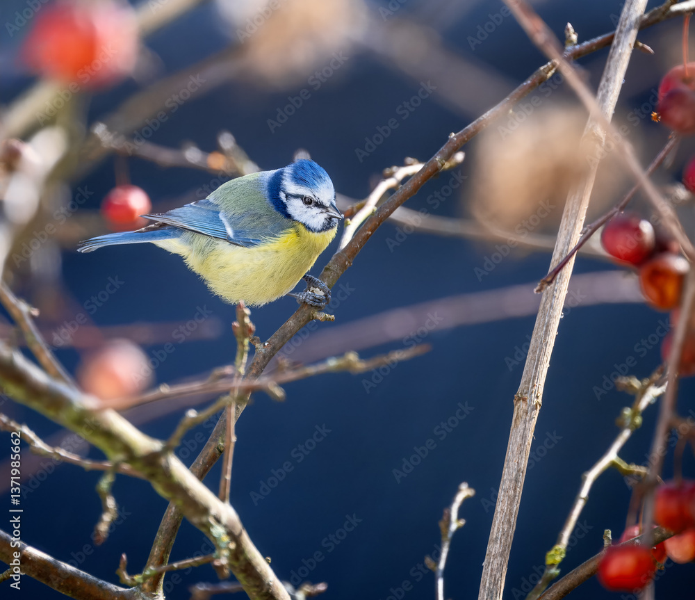 Blue Tit Bird