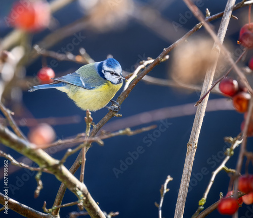 Obraz na płótnie Blue Tit Bird w salonie
