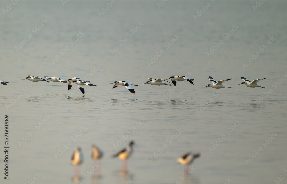Graceful Avocets Gliding in Unison Over Tranquil Waters Graceful Avocets Gliding in Unison Over Tranquil Waters