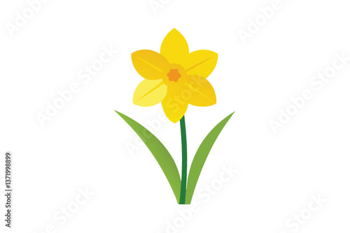 yellow daffodils isolated on white