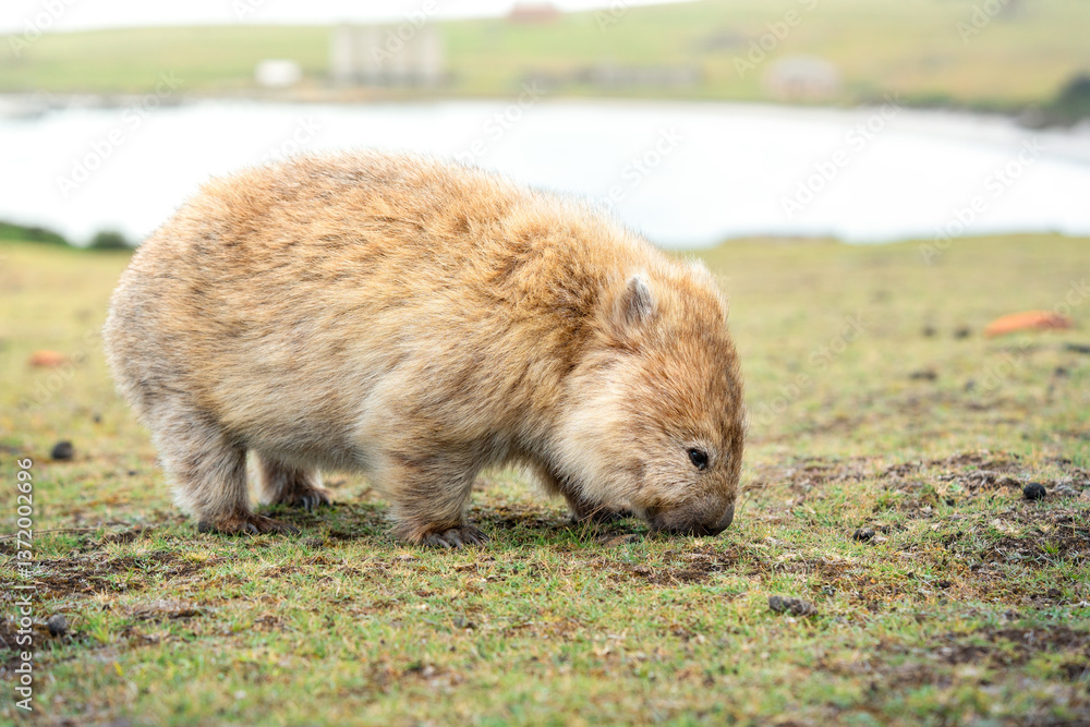 Naklejka premium wombat