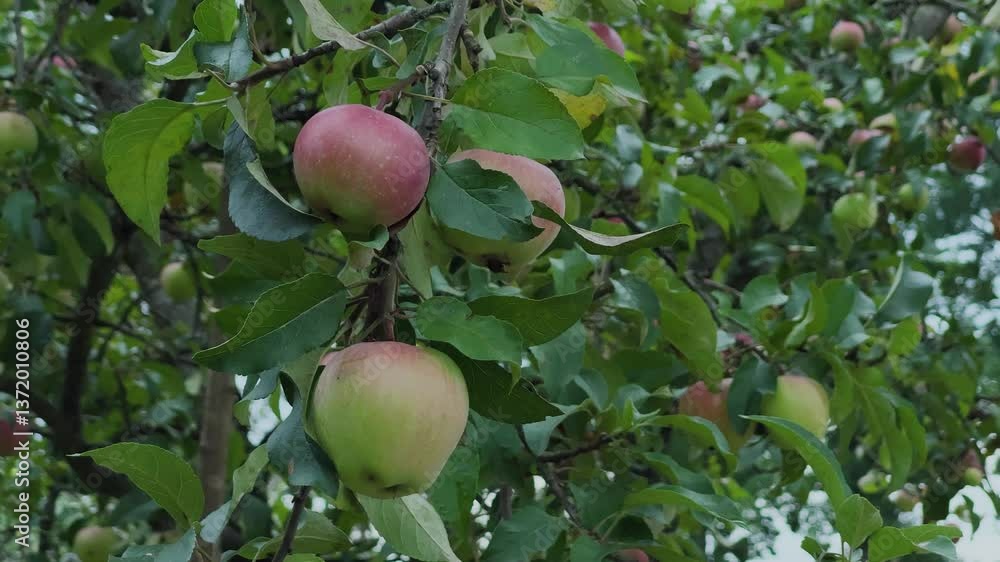 Beautiful ripe apples hanging on a tree, close-up Beautiful ripe apples hanging on a tree, close-up