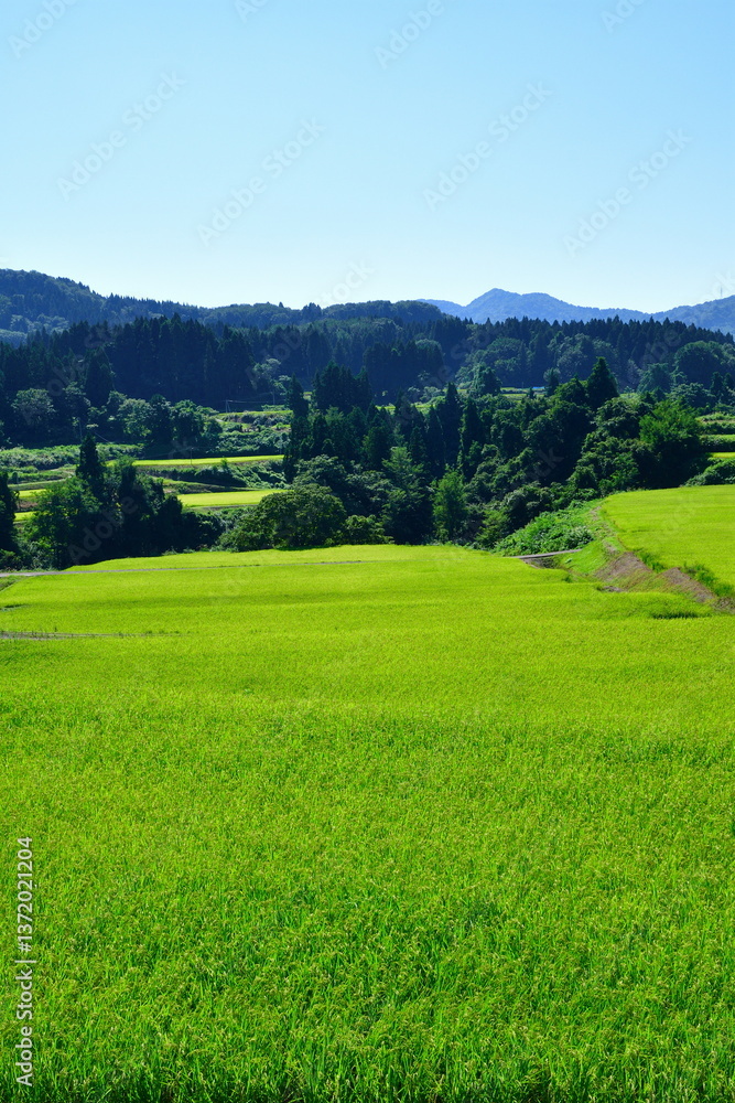Obraz premium 十日町の田園風景（新潟県）