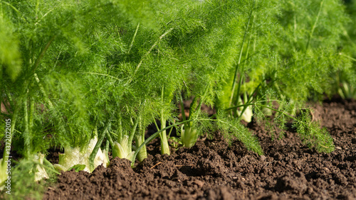 fennel cultivation, fennel plants ready for harvesting