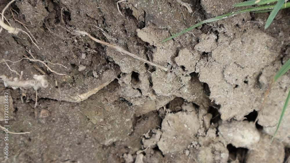 Fourmi de travail : Courte vidéo sur la nature