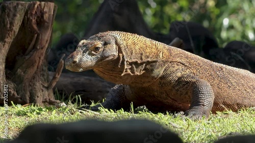 Komodo dragon walking while sticking out its tongue outdoor.