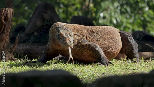 Komodo dragon walking while sticking out its tongue outdoor.