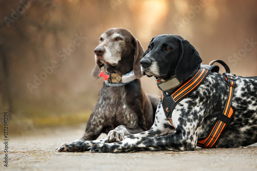 Wall Mural two german shorthaired pointer dogs lying outdoors in harness and collar with gp