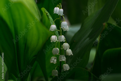 Close-up of delicate white lilies of the valley surrounded by green leaves at night for nature and floral photography