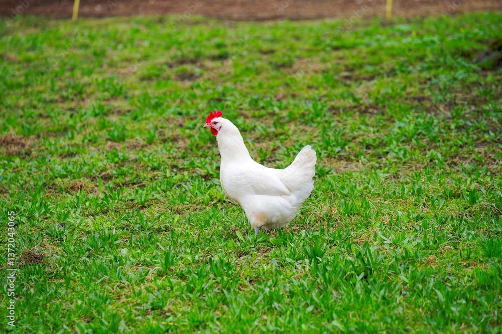 Fototapeta premium White chicken on meadow of cooperative farm at Swiss City of Zürich on a rainy spring day. Photo taken March 29th, 2025, Zurich Schwamendingen, Switzerland.