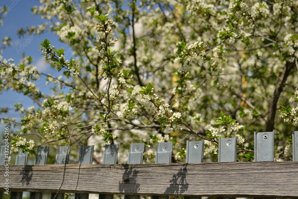 Naklejka premium Close-up of cherry blooms on a branch next to a fence for springtime and rustic nature themes