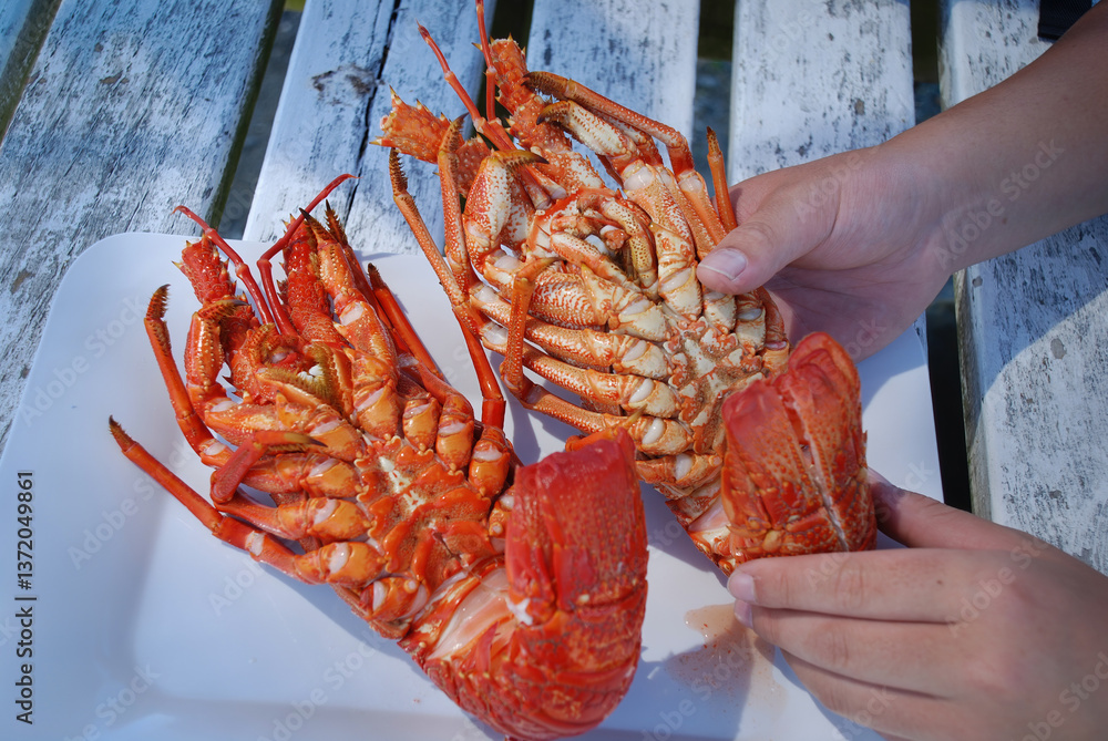 Hands holding freshly cooked crayfish on picnic table. Kaikoura. New Zealand.