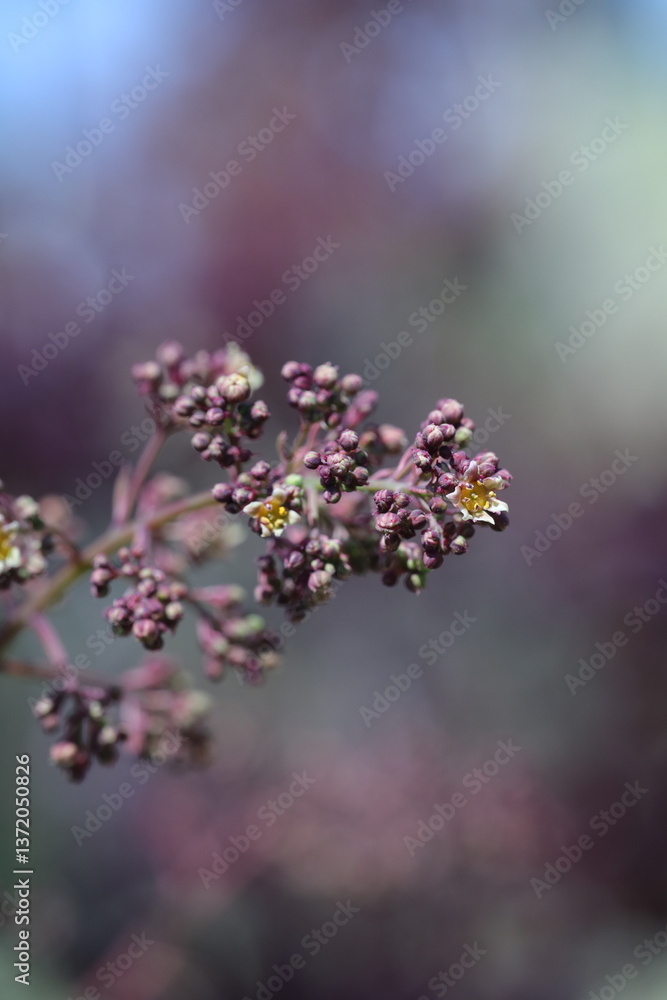 Fototapeta premium purple flowers in spring