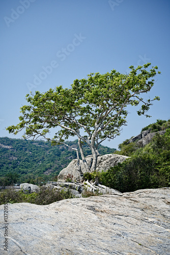 Obraz na płótnie Wild nature and secluded beach in Hua Hin w salonie