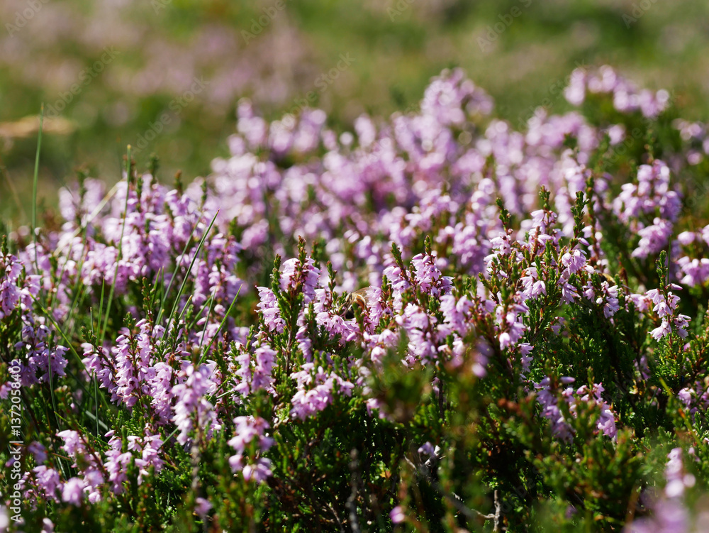 Fototapeta premium field of heather flower with many pink blossoms