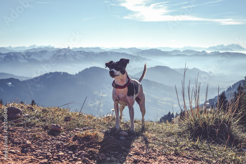 Hündin Emma (Ratonero Bodeguero Andaluz) in den Allgäuer Alpen (Hochgrat)	
