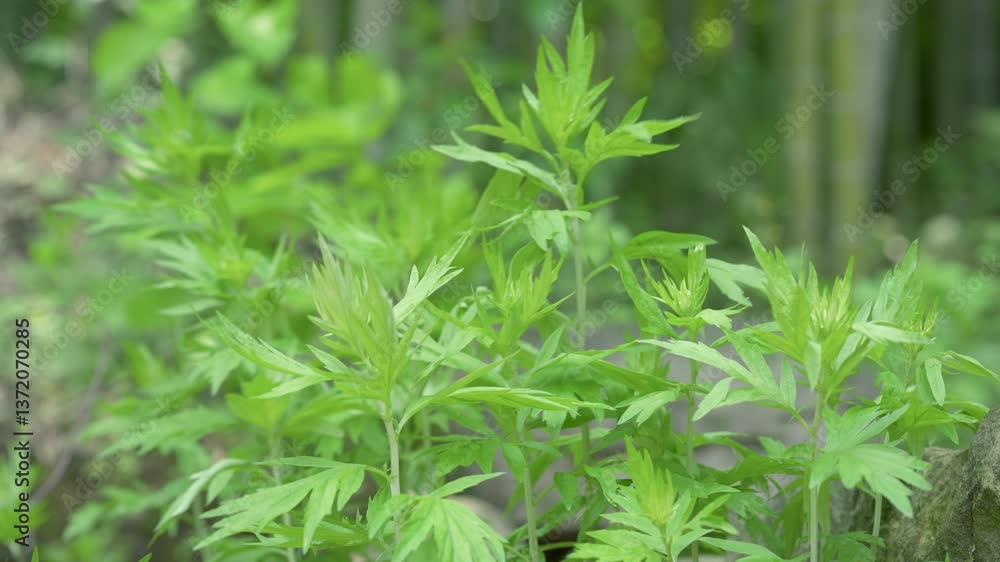 4k Video Live Shot Dragon Boat Festival Mugwort Herbal Plant Exploration 4k Video Live Shot Dragon Boat Festival Mugwort Herbal Plant Exploration
