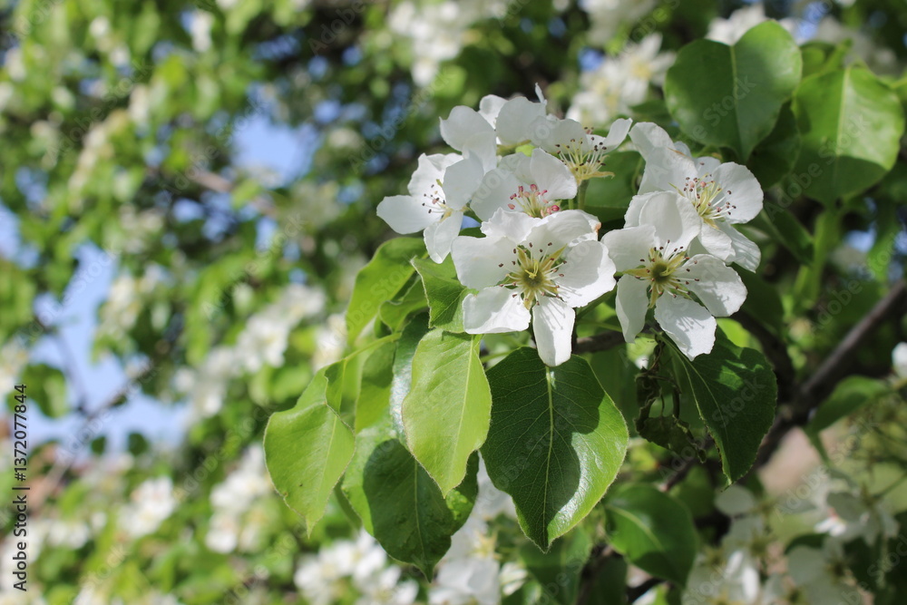 Fototapeta premium pear blossom