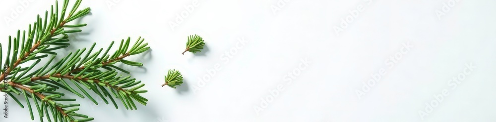 Fototapeta premium A few isolated spruce tips and branches on white surface, foliage, spruce