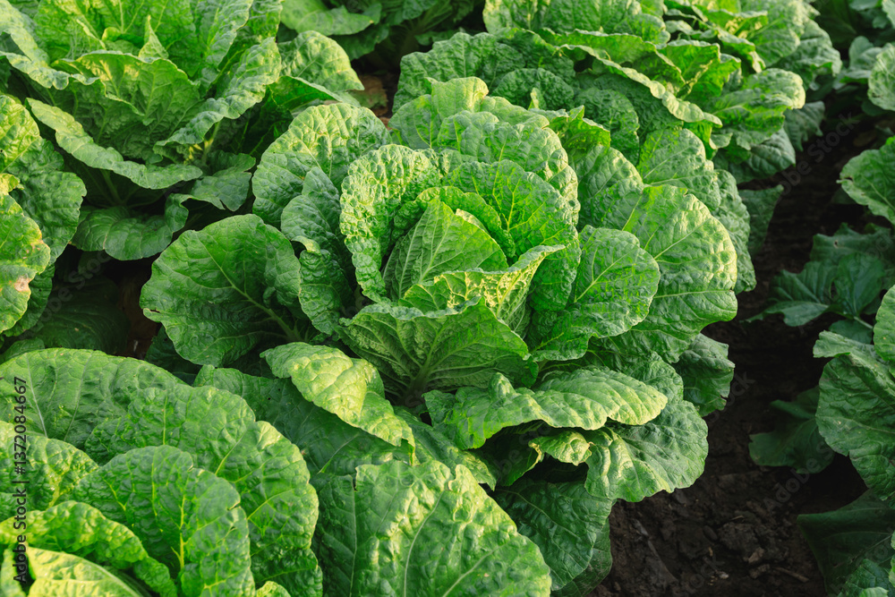 Chinese cabbage crops growing at field Chinese cabbage crops growing at field