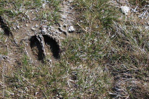 Cow Footprint in Muddy Ground – Farm Animal Trail